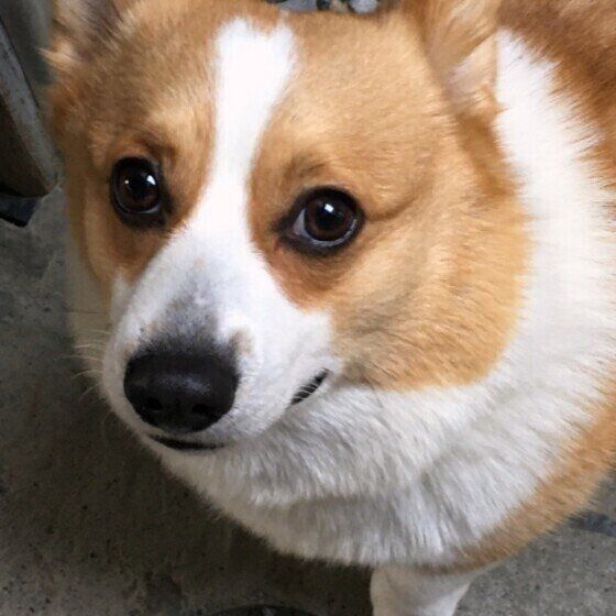 見つめるウェルシュ・コーギー・ペンブローク