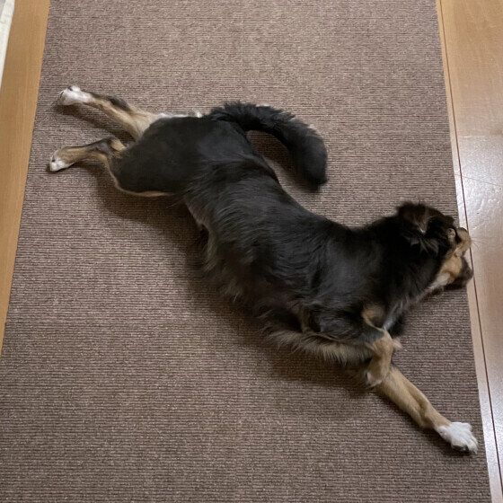 Ｍｉｘ（雑種）小型犬　かわいいポーズ
