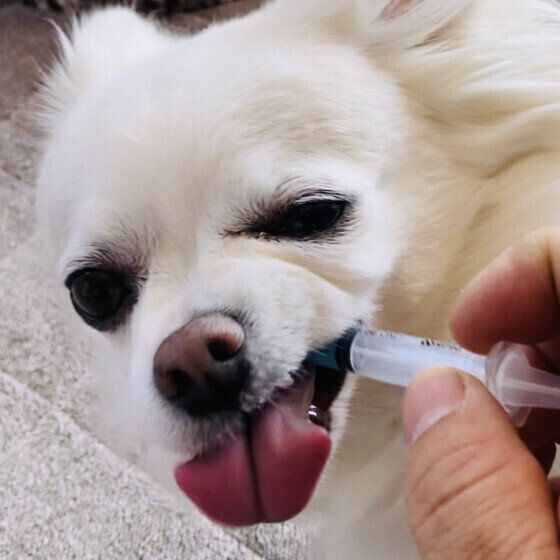 犬の薬を上手に飲ませる方法は？ 犬が薬だけ出す・残す・嫌がる時の対処法 いぬのきもち