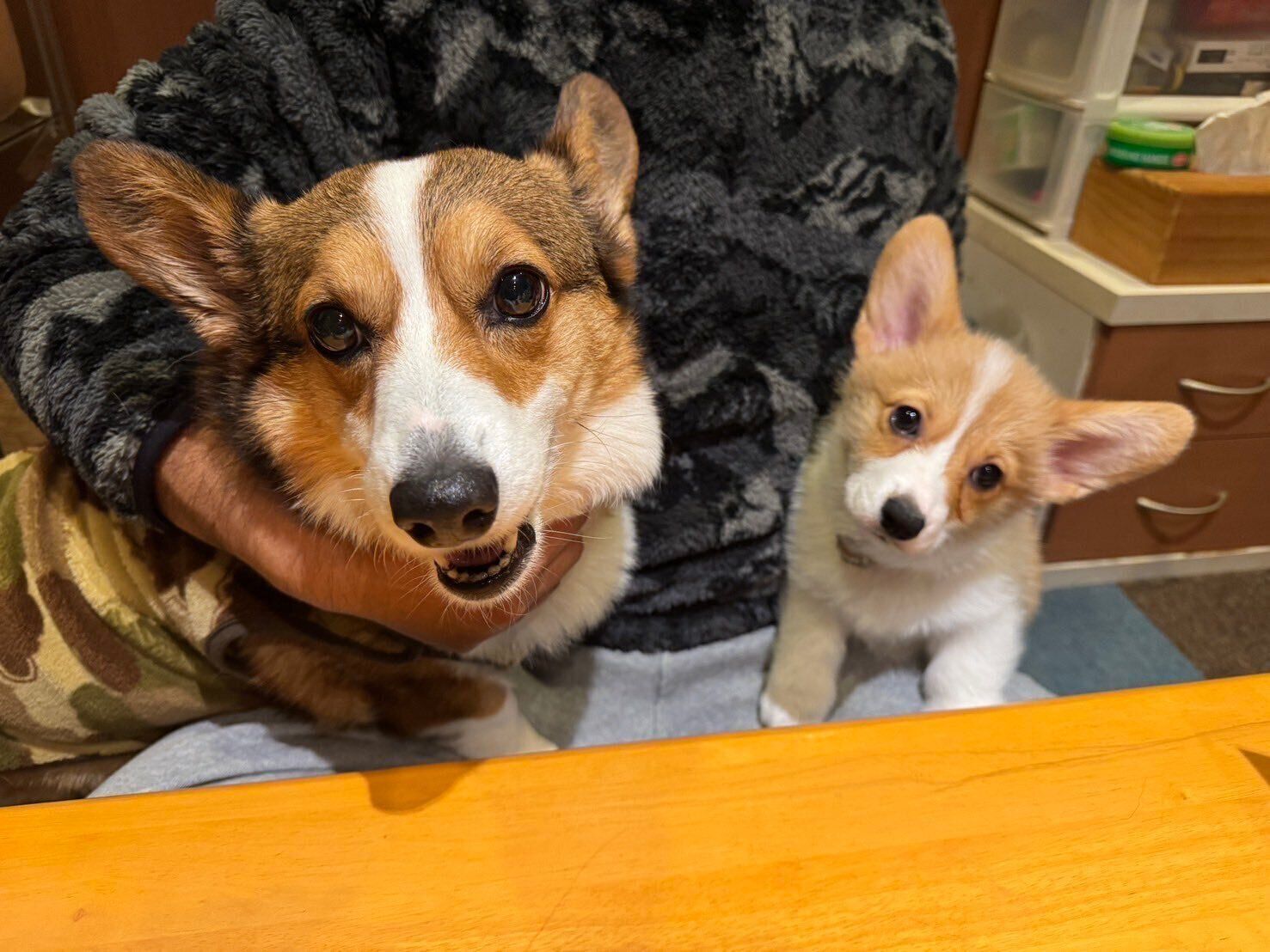 先住犬・カレンちゃんとアイナちゃん。