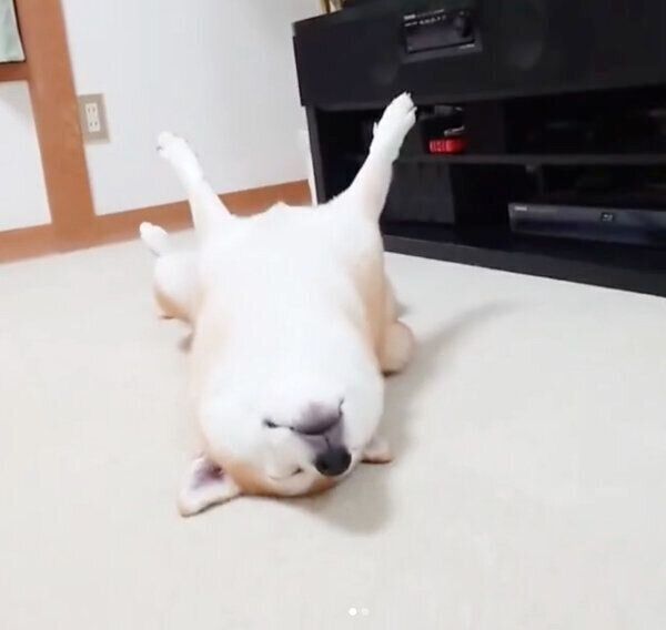 伸びをするチャーミーちゃん