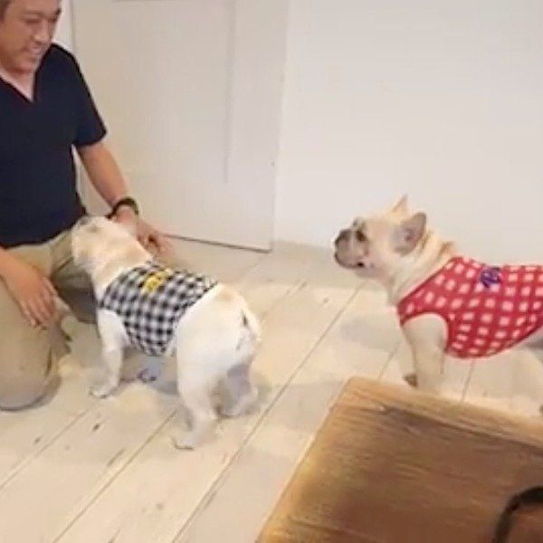 パパを取り合うフレンチ・ブルドッグ兄妹