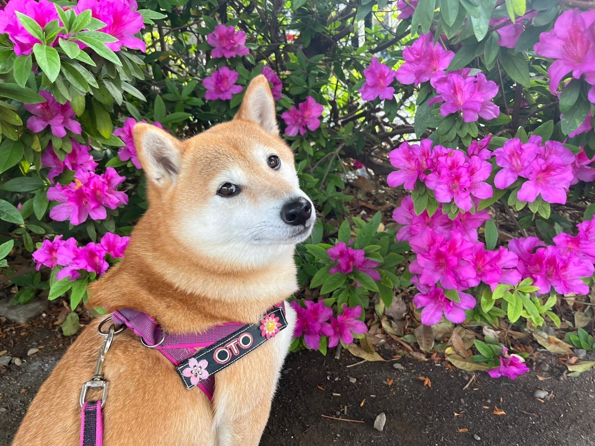 散歩をするおとちゃん