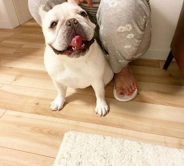 飼い主さんにくっつくひまわりちゃん