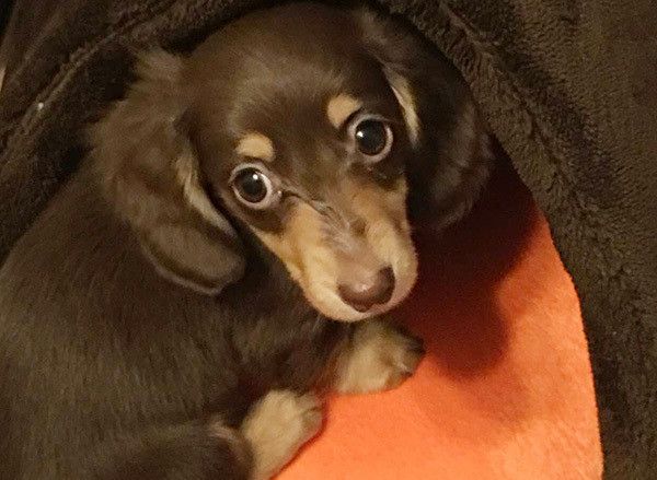 我が家の愛犬(14歳♀)が使い古したクッション。 我が家の愛犬(14歳♀)が使い古したクッション。