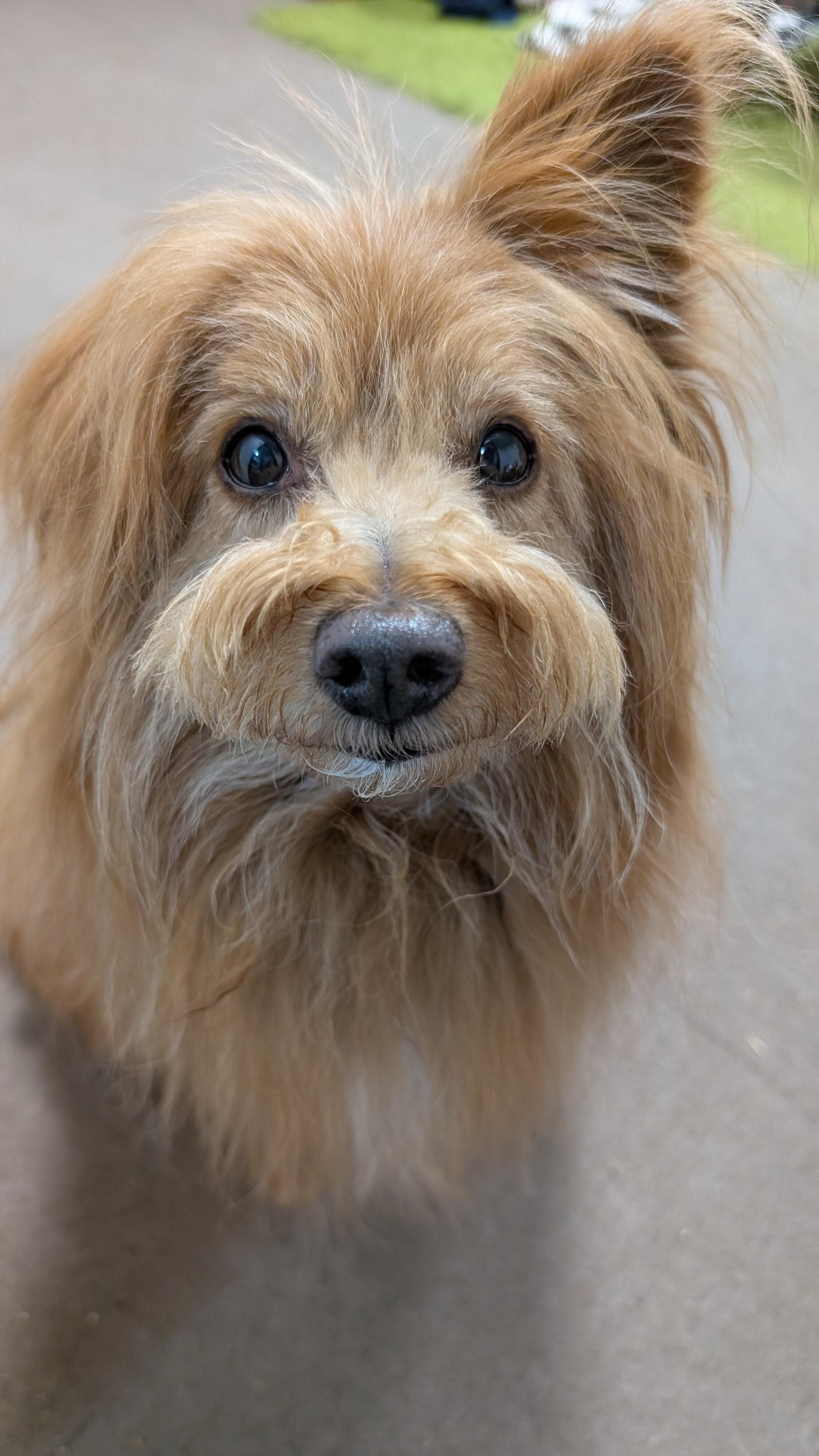 ドヤ顔の犬の写真