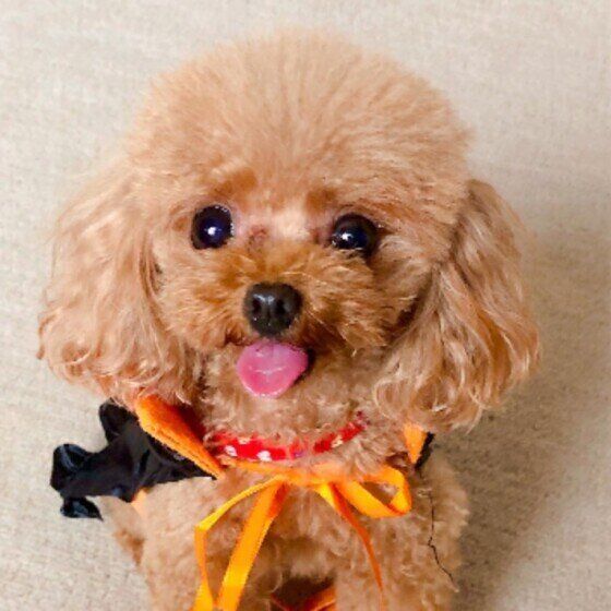 どうしてわかる？ 飼い主の外出を察知してソワソワする犬の察知能力とは いぬのきもち