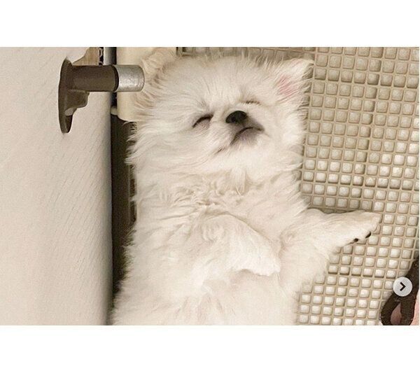 子犬時代のムーチョくん