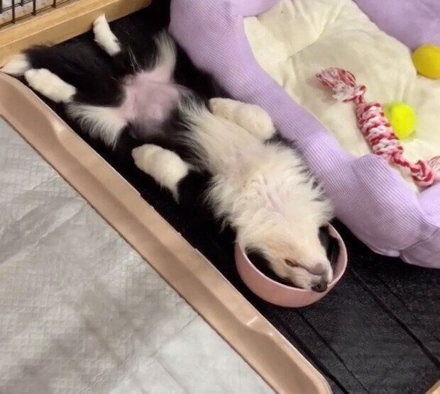 お皿に頭を突っ込んで寝ているサニーちゃん