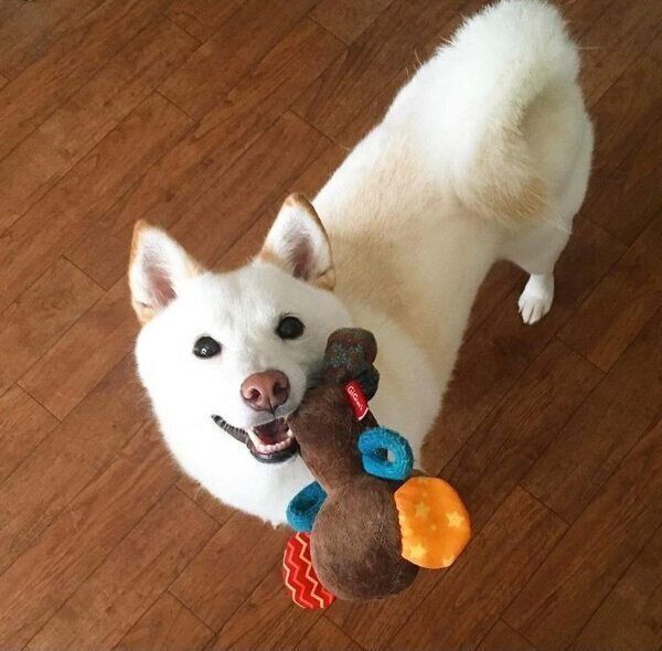 遊んでほしくておもちゃを持ってくるブランカちゃん