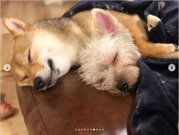 豆柴とヨークシャー・テリア