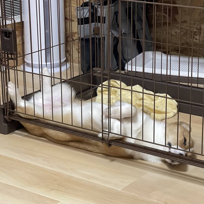 ヘソ天のパターンもあるようです