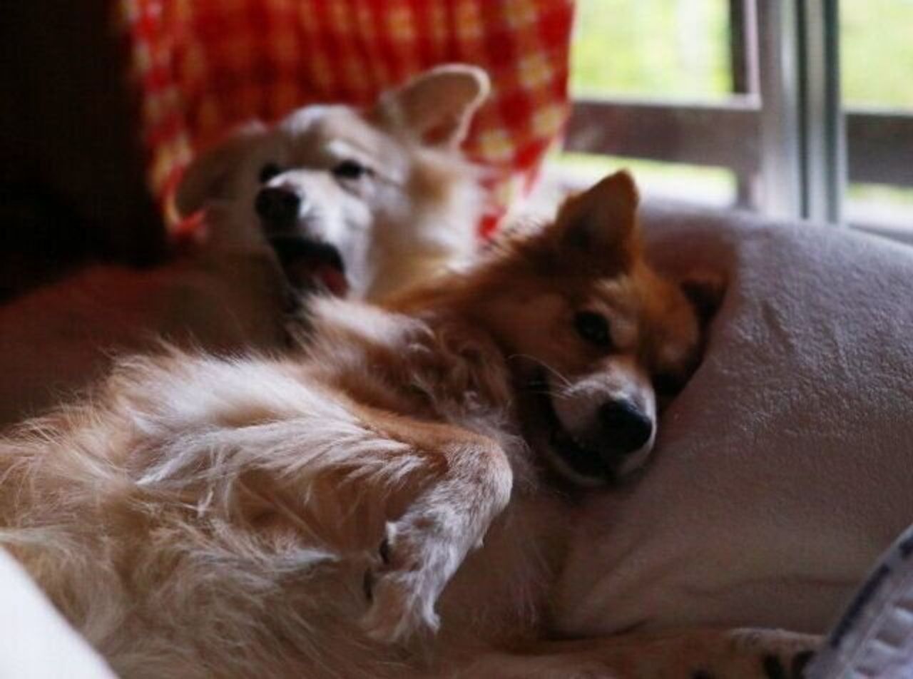 犬と暮らす生活リズム 穴澤賢の犬のはなし いぬのきもちweb Magazine 犬と暮らす生活リズム 穴澤賢の犬のはなし いぬのきもちweb Magazine