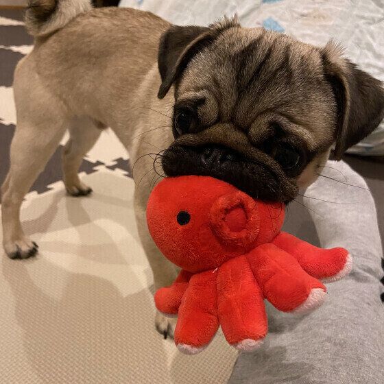 たこさんおもちゃで遊ぼうよ♪