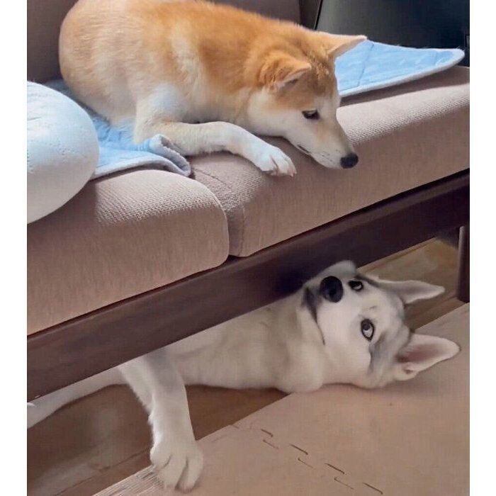 リンちゃんがいることに気づいたアシㇼちゃん