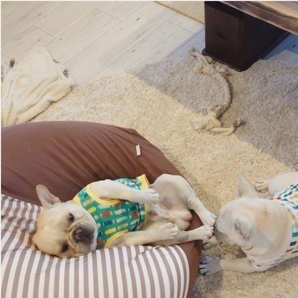 フレンチ・ブルドッグ