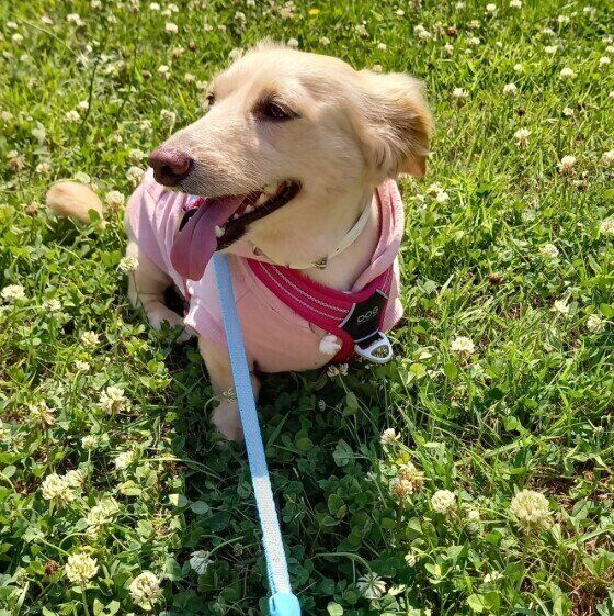 散歩を楽しむアンくん