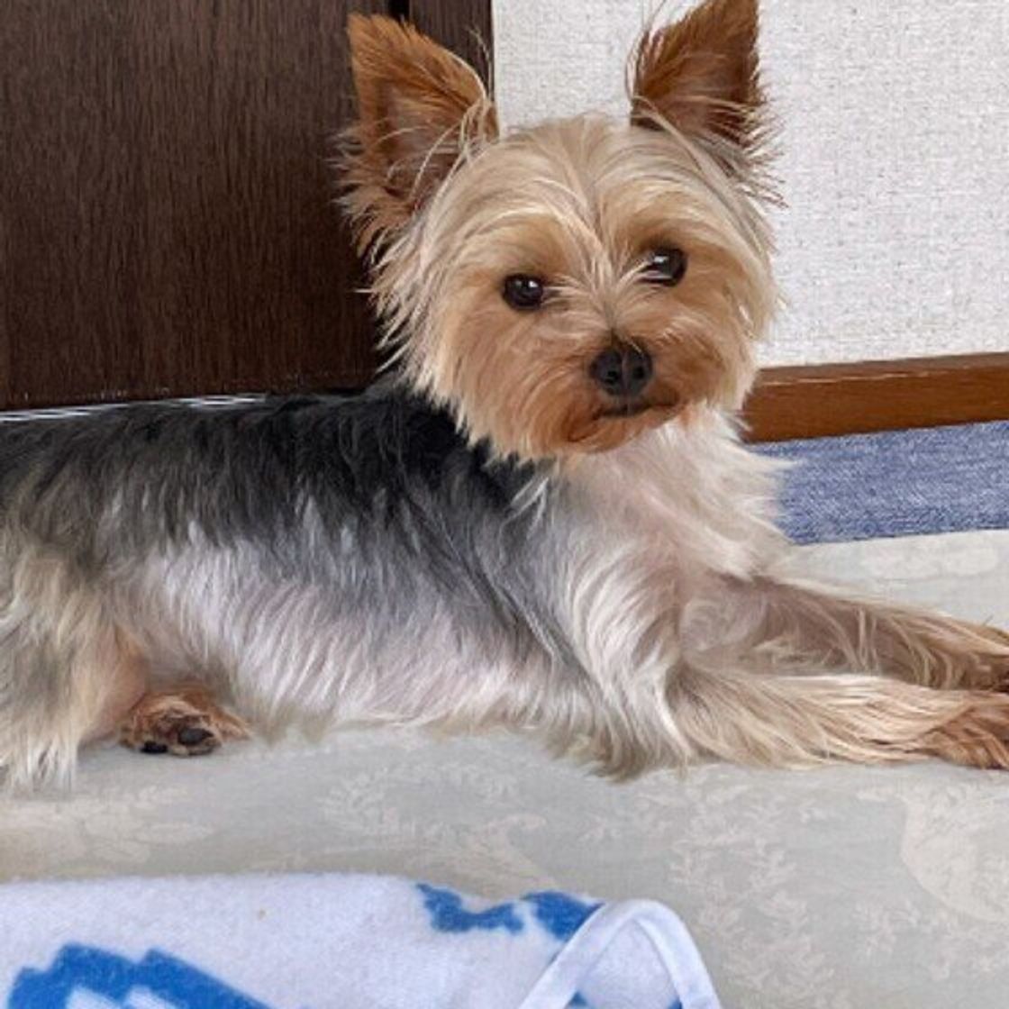 専門家監修 初心者向け 犬のお風呂の入れ方や頻度 湯舟につかったほうがいい いぬのきもちweb Magazine 専門家監修 初心者向け 犬のお風呂の入れ方や頻度 湯舟につかったほうがいい いぬのきもちweb Magazine