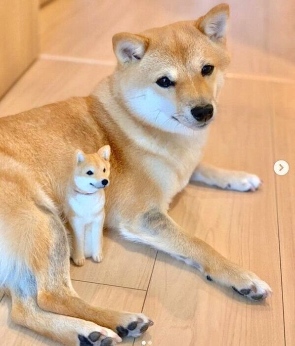 「こけしばPremium」