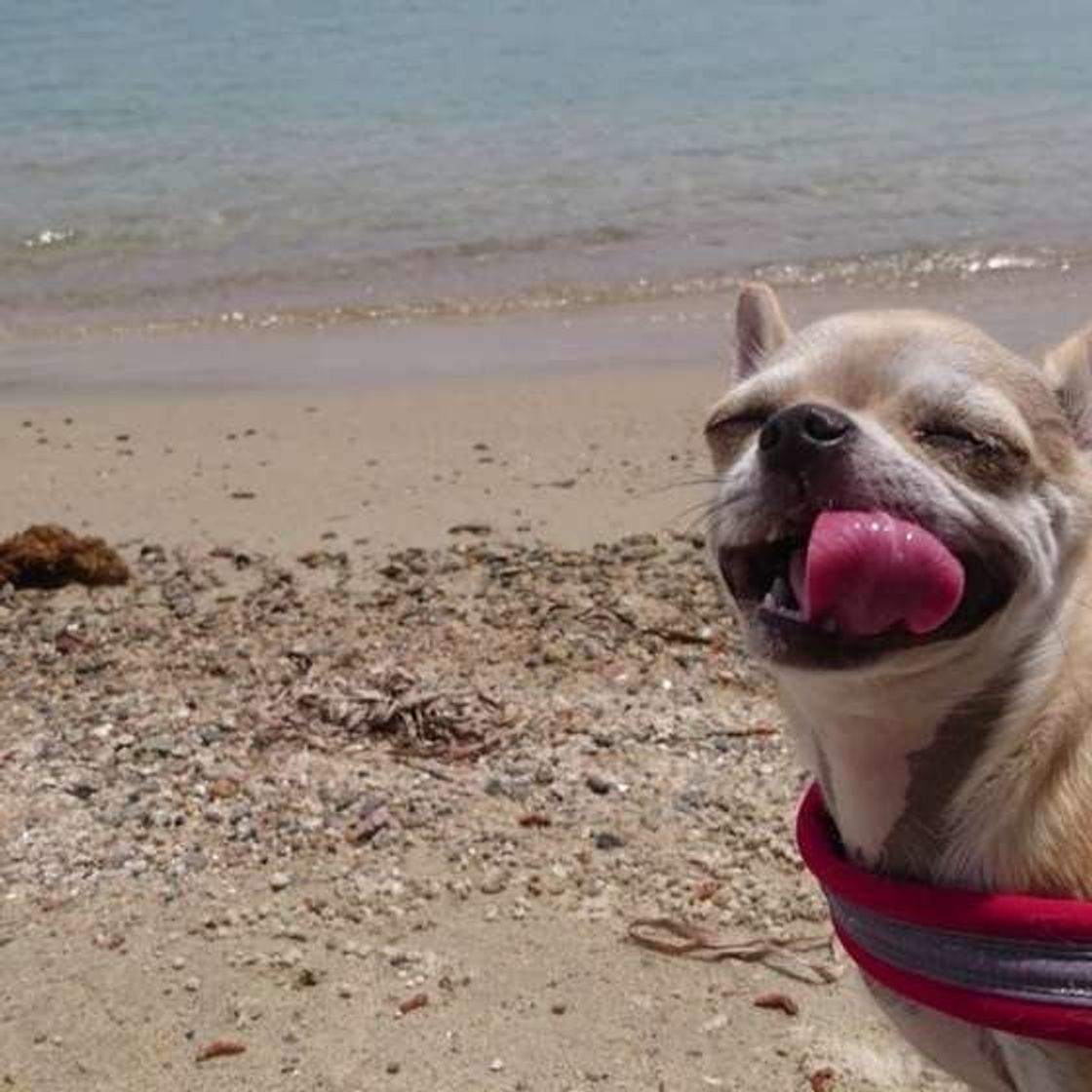 人と犬では体感温度に17度も差が 愛犬目線になって暑さから守ろう いぬのきもちweb Magazine 人と犬では体感温度に17度も差が 愛犬目線になって暑さから守ろう いぬのきもちweb Magazine