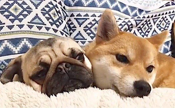 パグに急にデレデレしだす柴犬