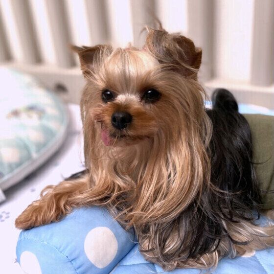 ヨークシャー・テリアのジュエルくん♪