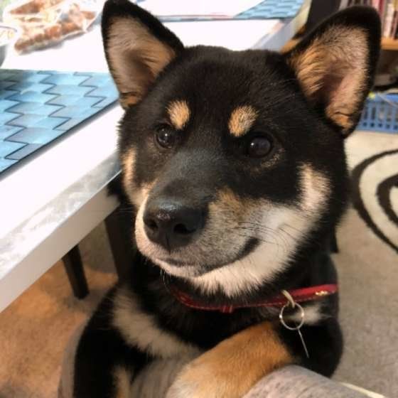 おやつを待つ柴犬