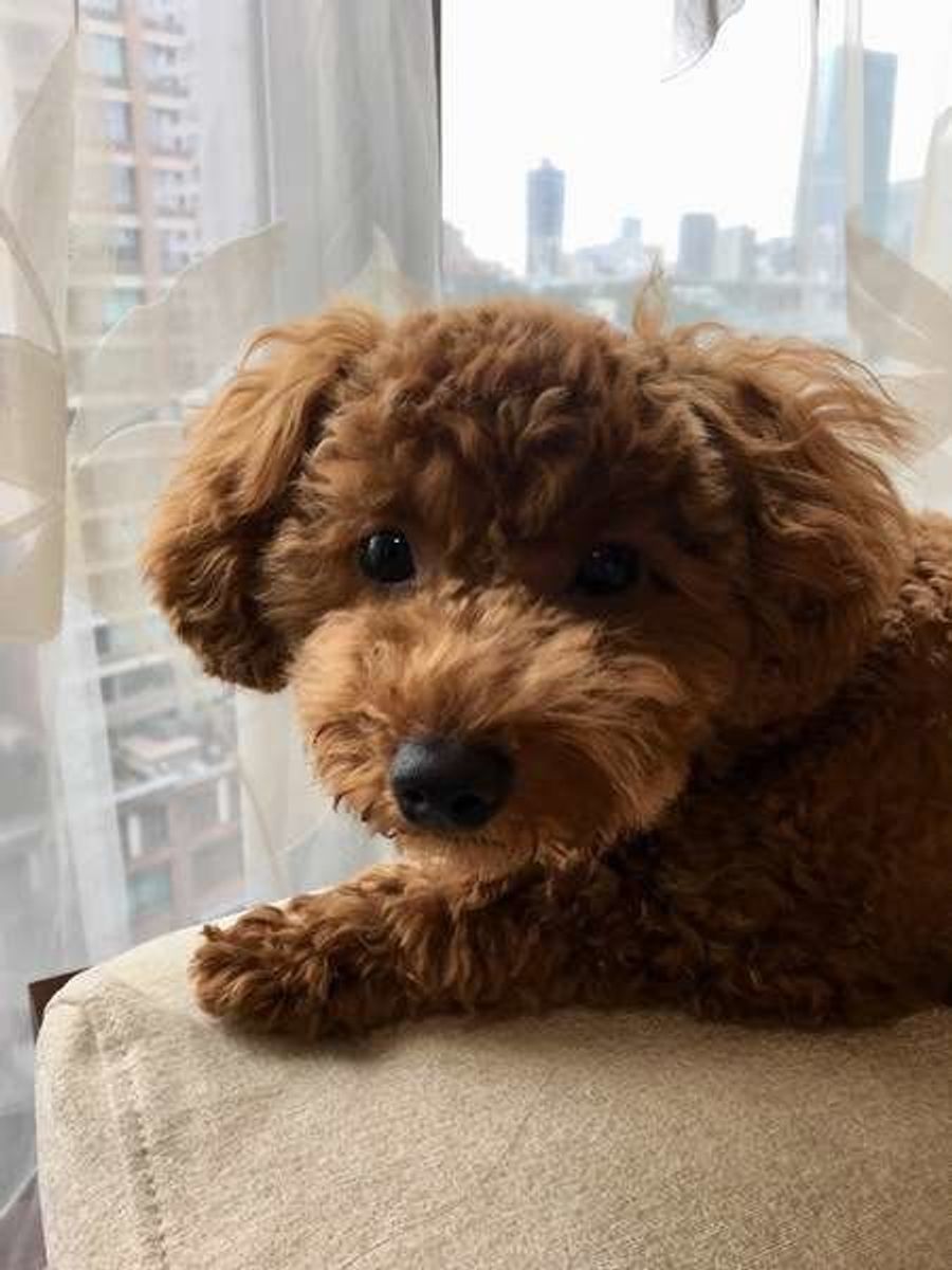 ワォーン 犬が遠吠えする理由とは 遠吠えさせないためには いぬのきもちweb Magazine ワォーン 犬が遠吠えする理由とは 遠吠えさせないためには いぬのきもちweb Magazine