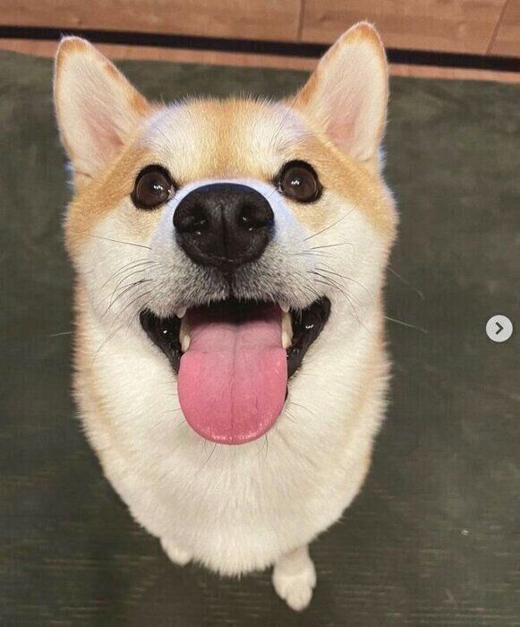 笑顔のしらすくん