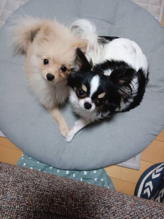 寄り添っているチワワとポメラニアン