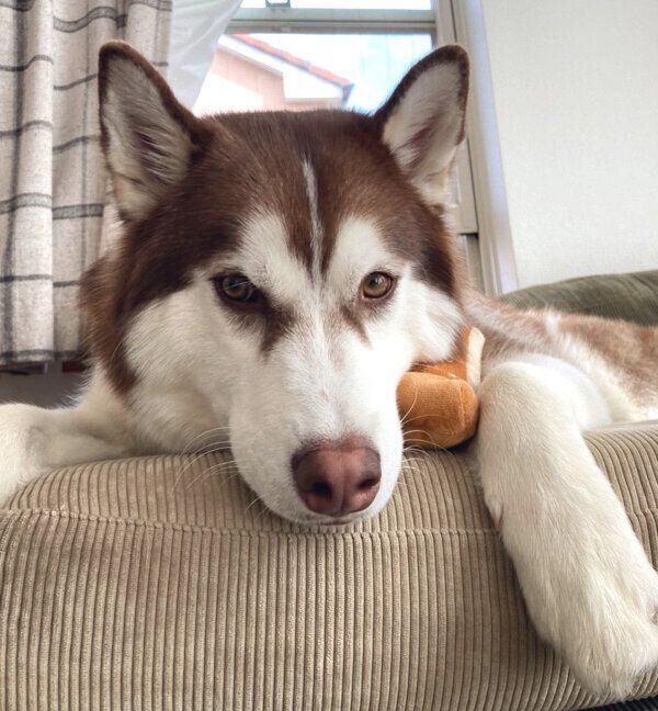 くつろぐ北斎くん