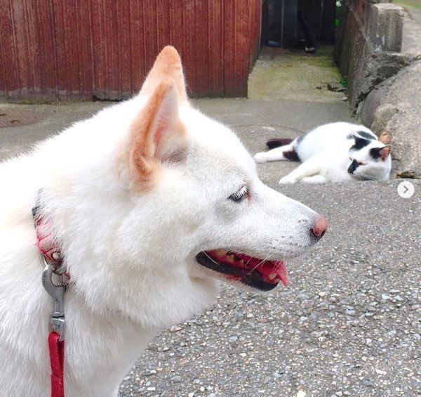 お散歩中の白柴とくつろぐ猫