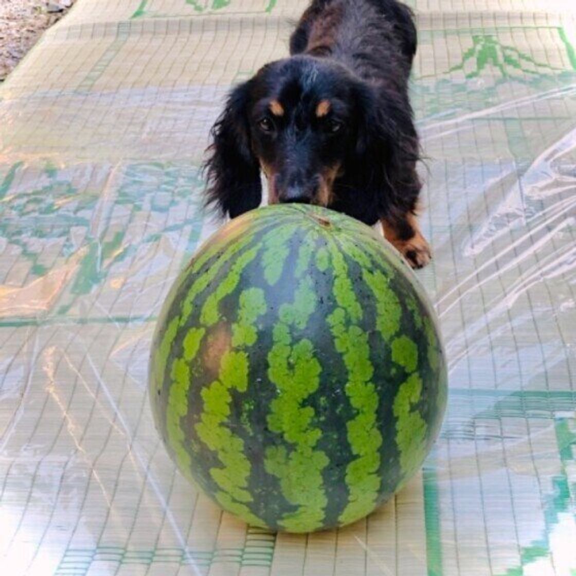 季節の変わり目に犬が体調を崩しやすい理由 対処法を獣医師が解説 いぬのきもちweb Magazine 季節の変わり目に犬が体調を崩しやすい理由 対処法を獣医師が解説 いぬのきもちweb Magazine