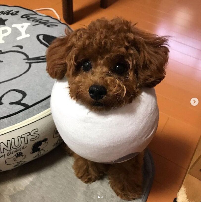 トイ・プードルの梛くん