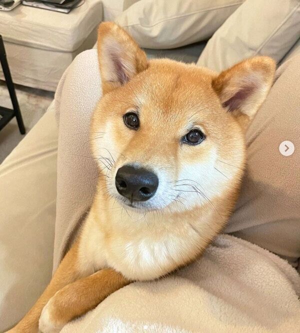 見つめる虎太郎くん