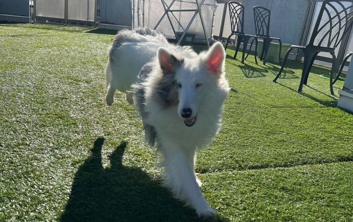 おうちの屋上で楽しそうに遊ぶ犬