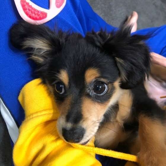 イタズラするMix犬