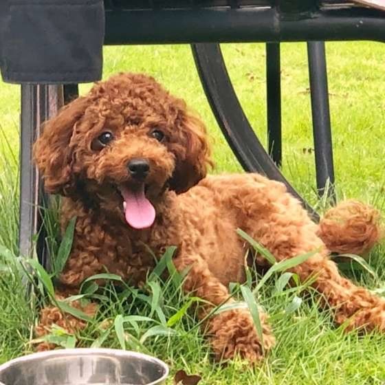 草の上に座るトイ・プードル