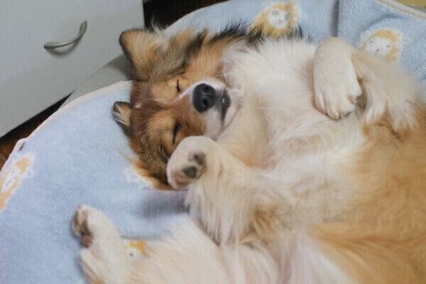 ヘソ天で気持ちよさそうに眠るうりちゃん