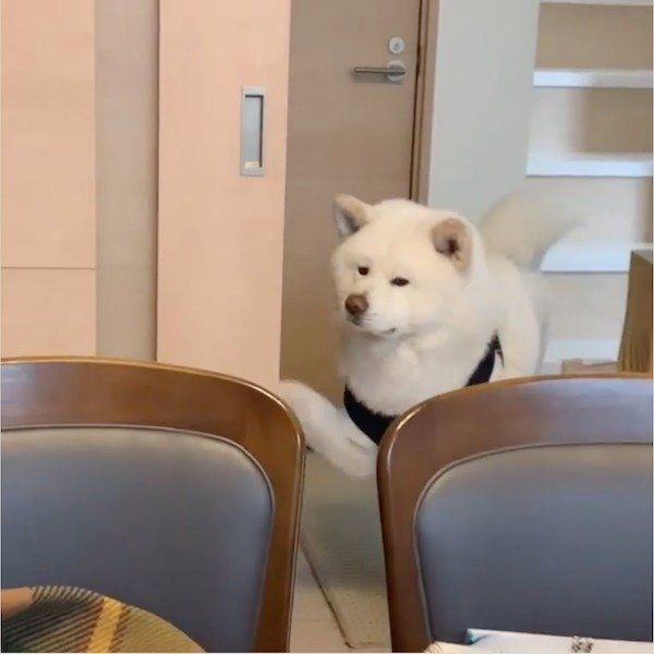 かまってほしい任三郎くん