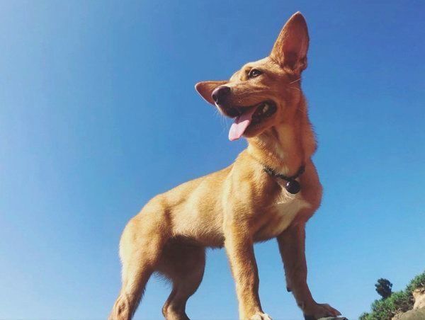 元保護犬・むぎちゃん