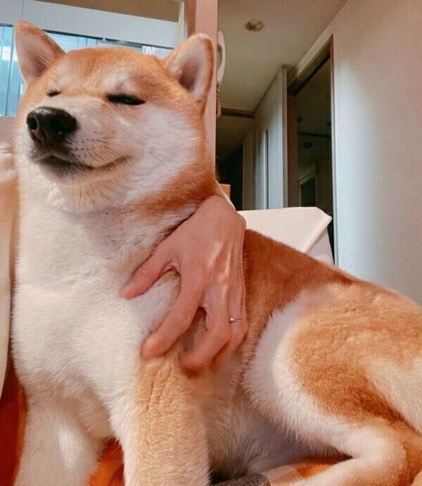 飼い主さんにくっつく栗太郎くん