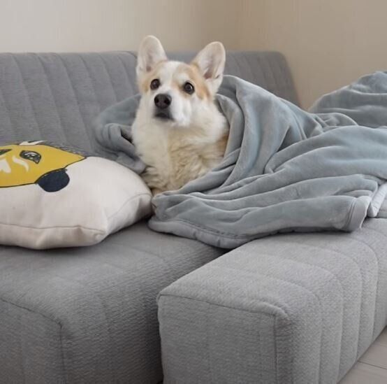 毛布にくるまったコーギー