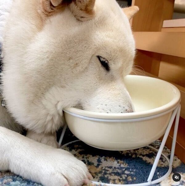ごはん皿を枕にして眠るごん太くん