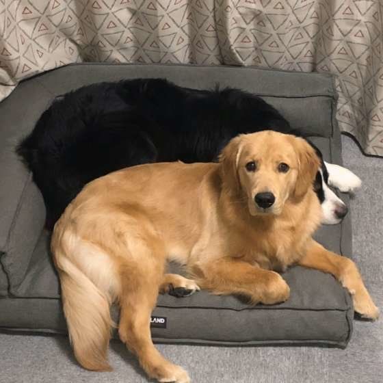 ゴールデン・レトリーバー