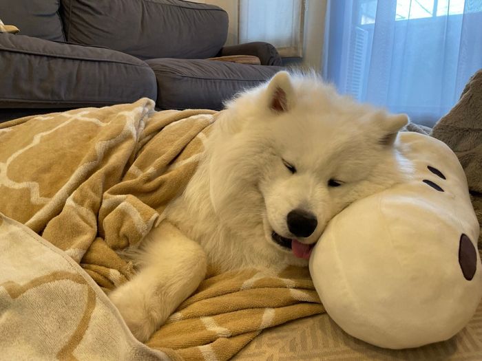 眠るボンドくん