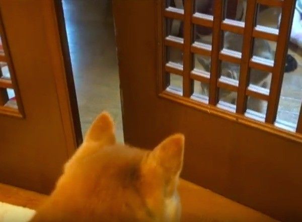 ワンコとニャンコ