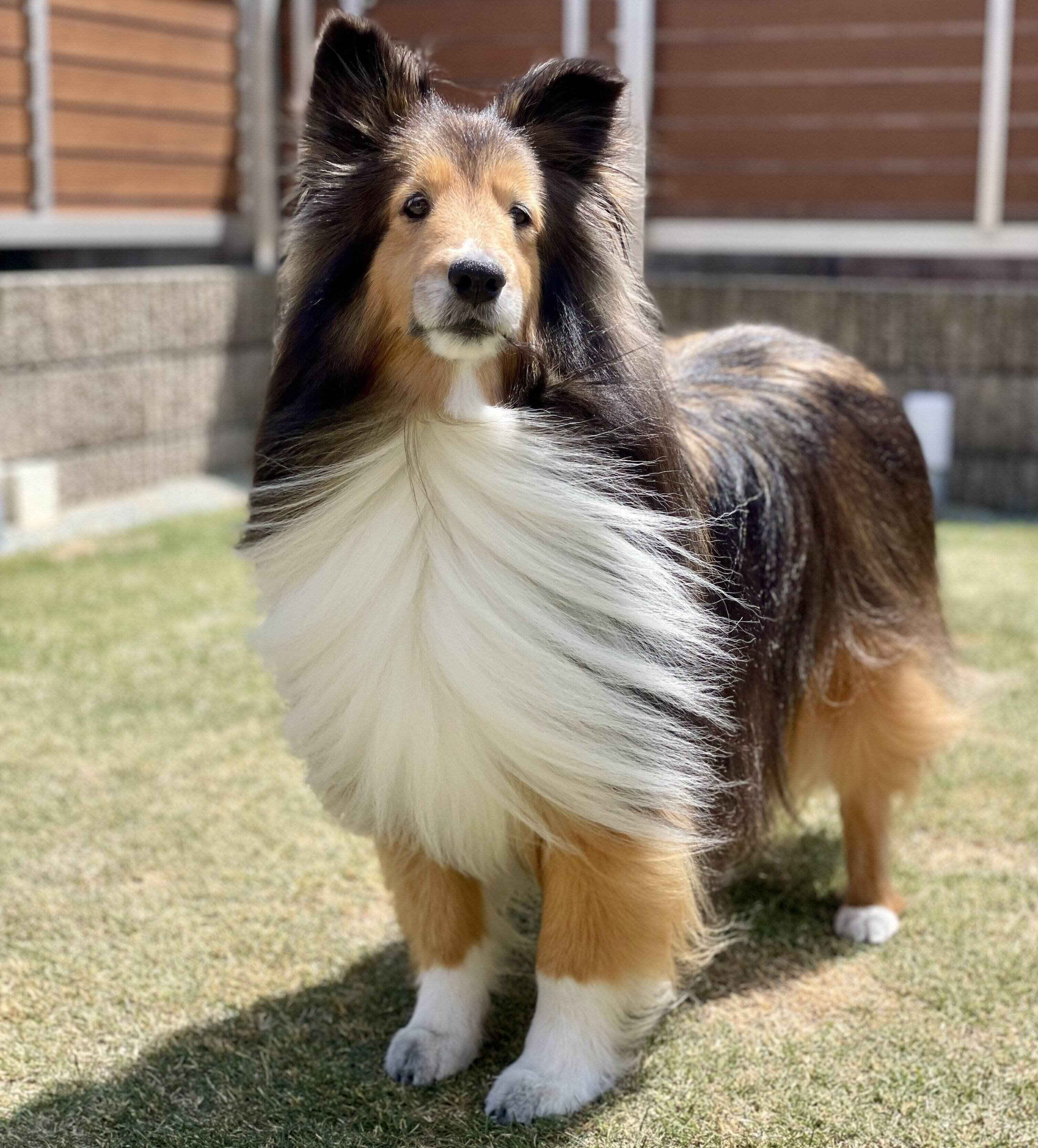 庭に立つロイくん