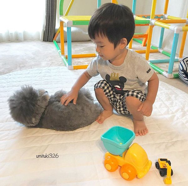 トイ・プードルと男の子