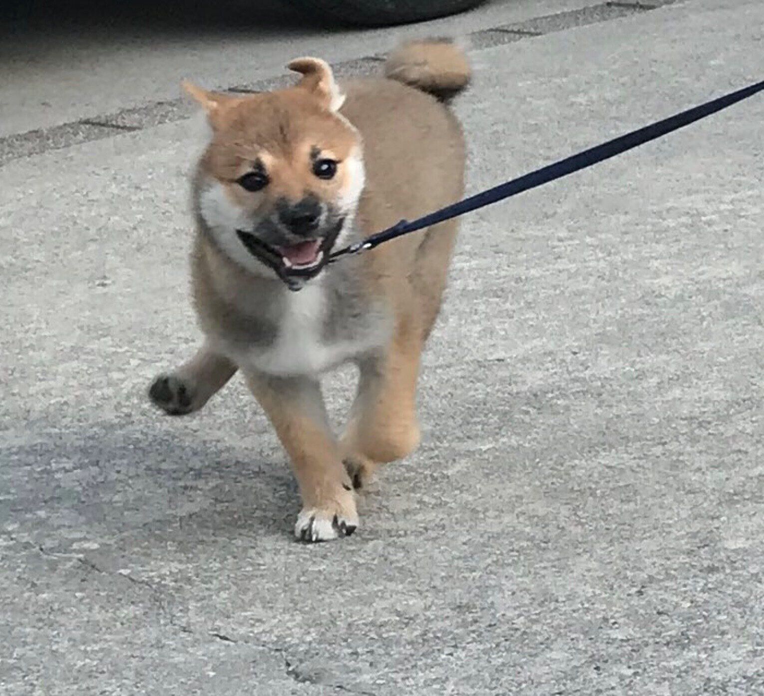 楽しそうに散歩するねぎちゃん